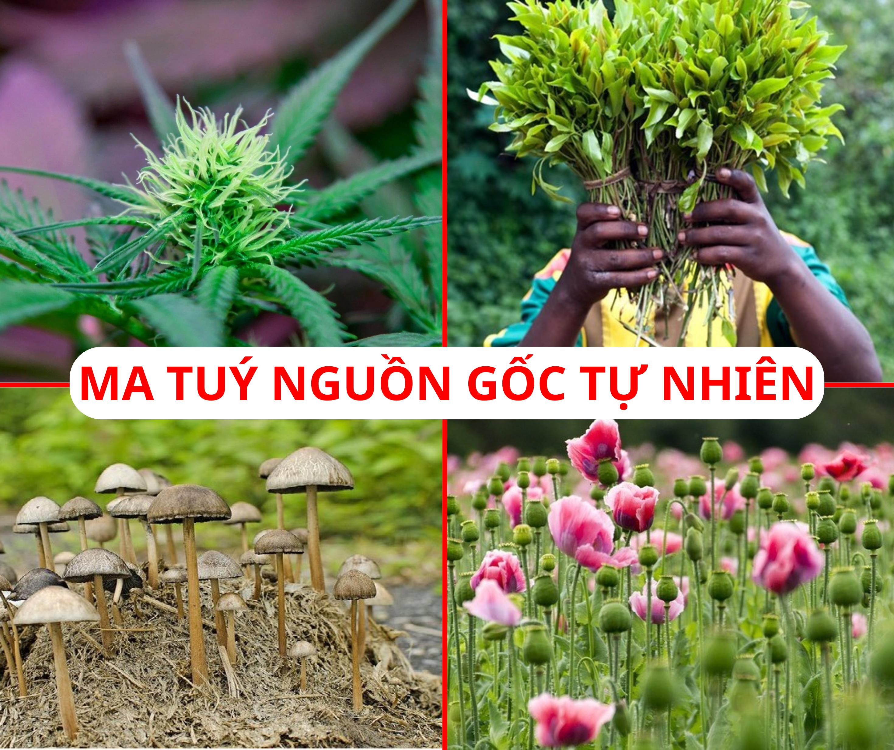 Ma túy tự nhiên là gì? Hiểm họa khôn lường từ những loài cây tưởng chừng vô hại